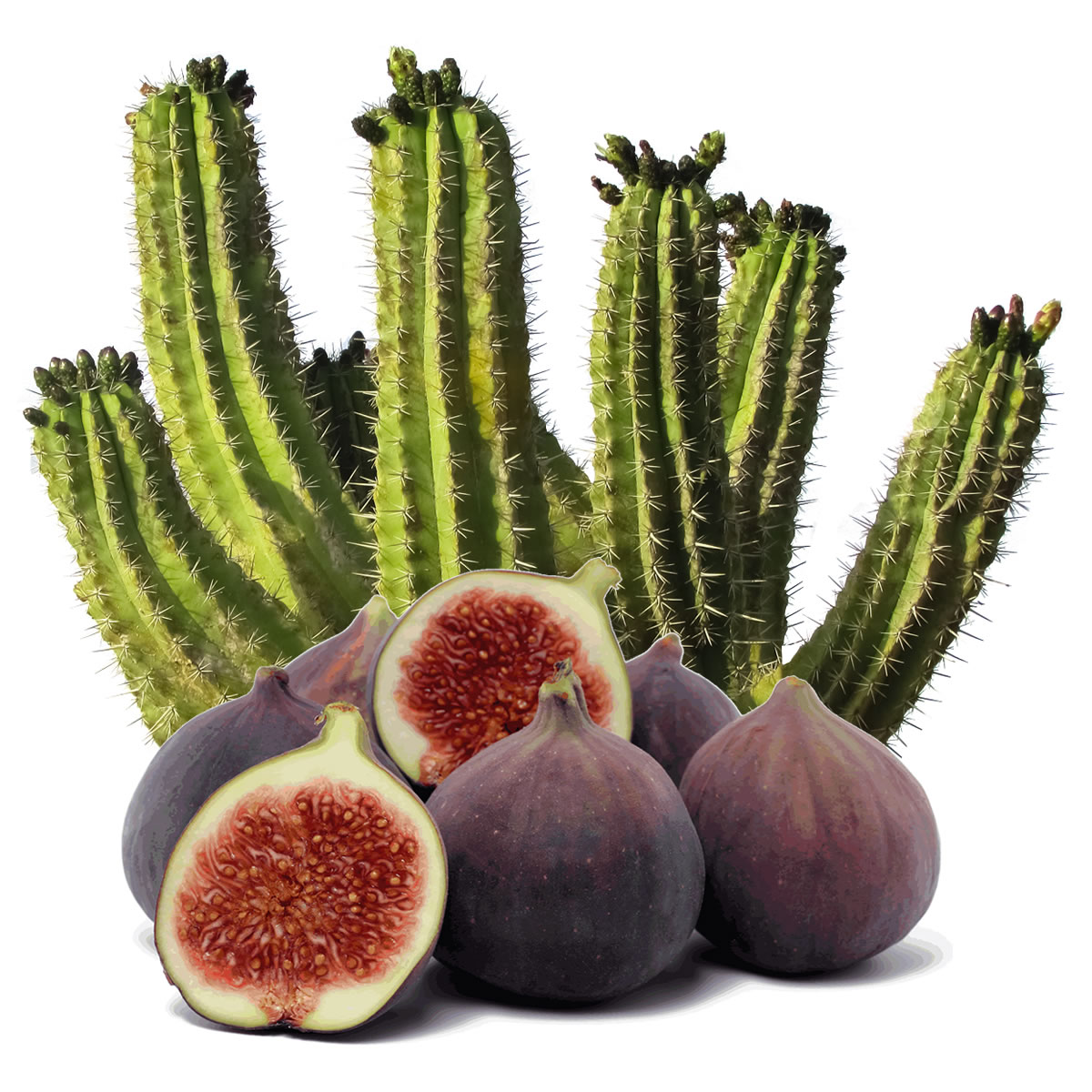 Kaktusfeige Aroma - hochkonzentriertes Lebensmittelaroma