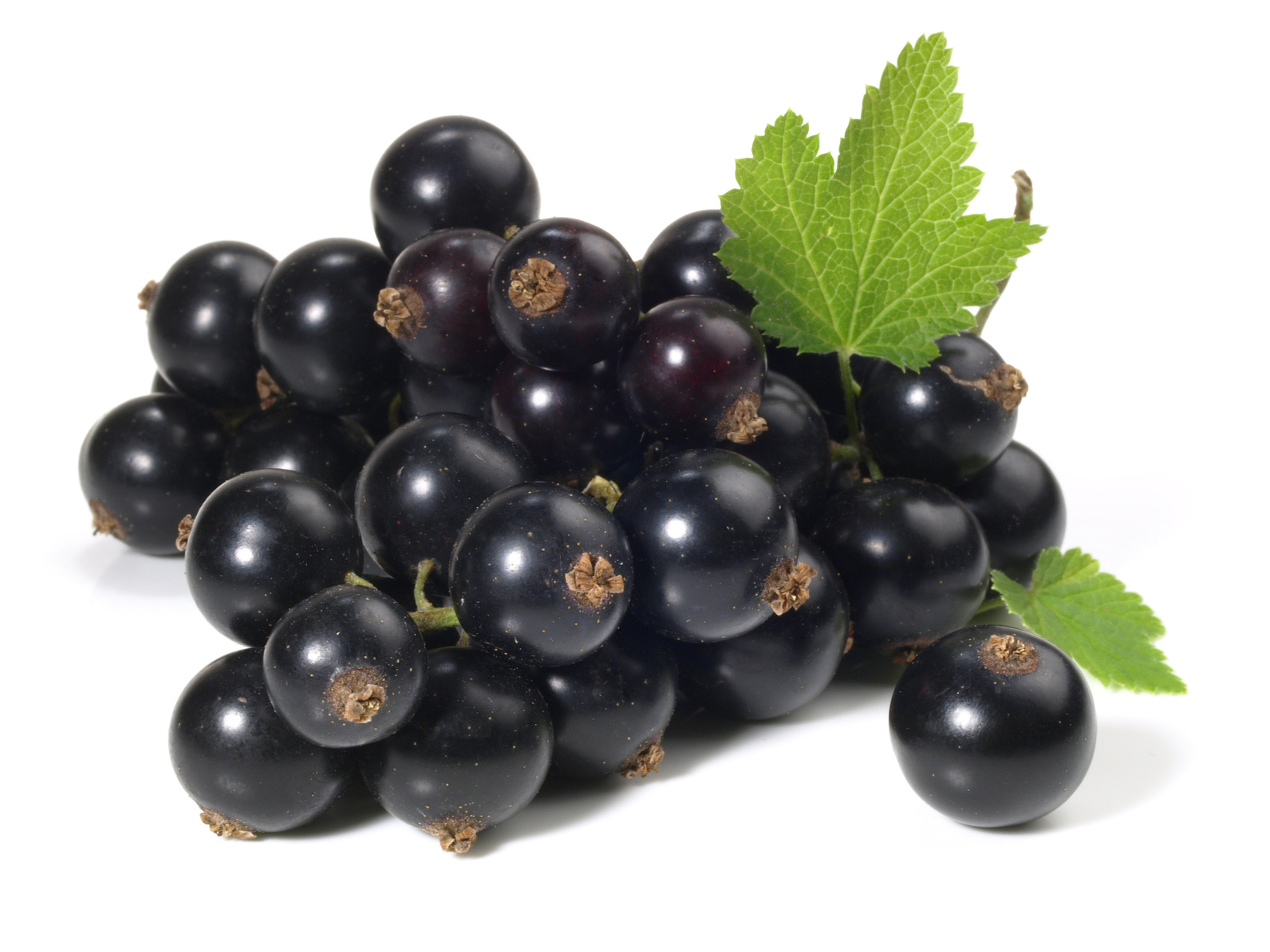 Cassis Aroma - hochkonzentriertes Lebensmittelaroma